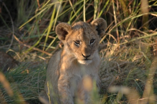 M lion cub 4 